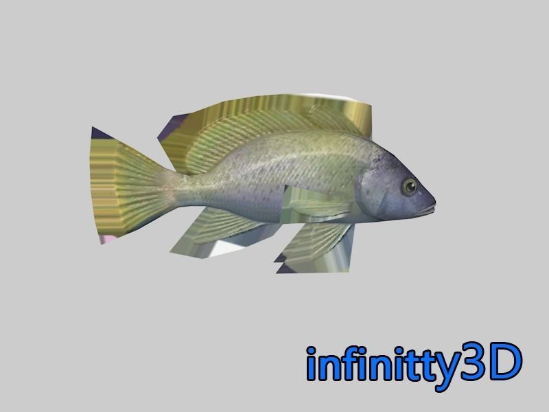Coral Fish Pack 1 Low-poly 3D model_20