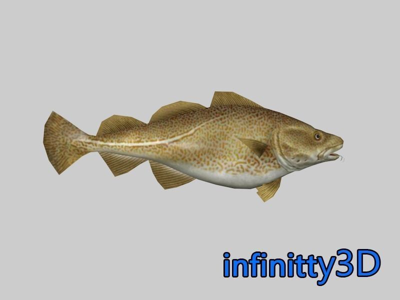 Coral Fish Pack 1 Low-poly 3D model_11