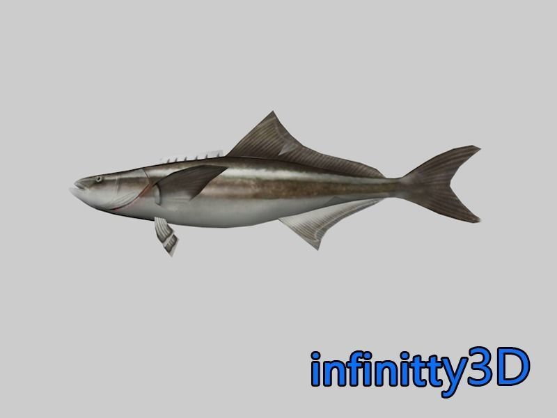 Coral Fish Pack 1 Low-poly 3D model_6