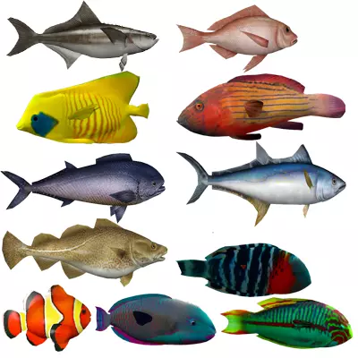 Coral Fish Pack 1 Low-poly 3D model_0