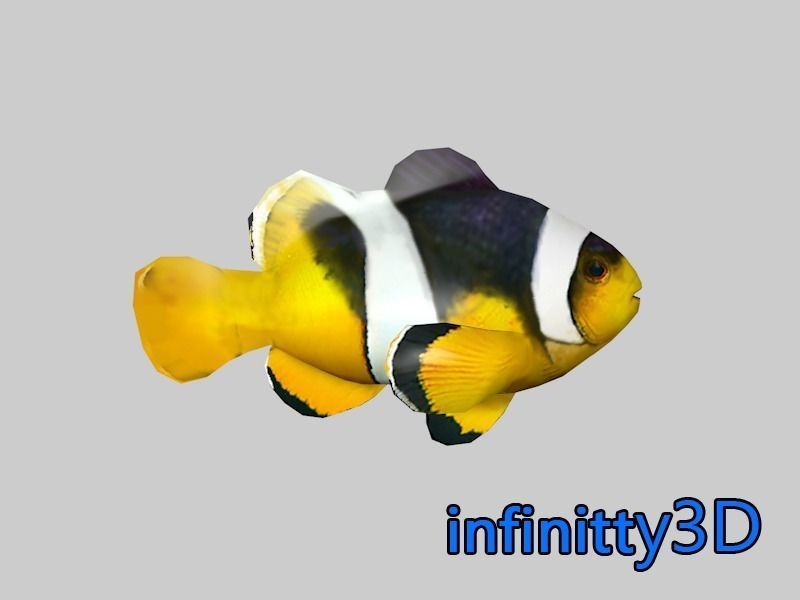 Coral Fish Pack 1 Low-poly 3D model_2
