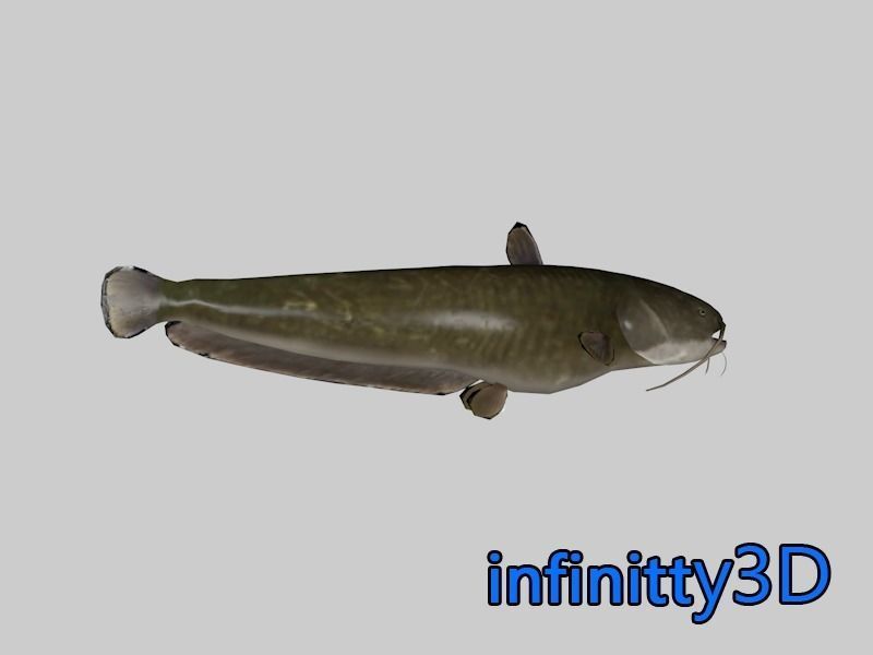 Coral Fish Pack 1 Low-poly 3D model_12