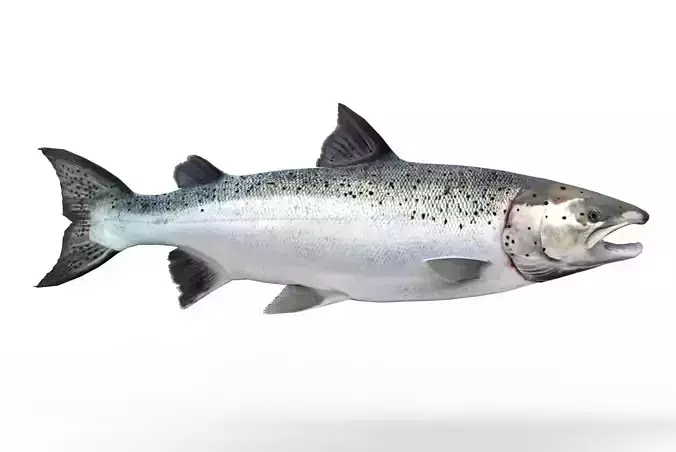 Salmon fish 3D model
