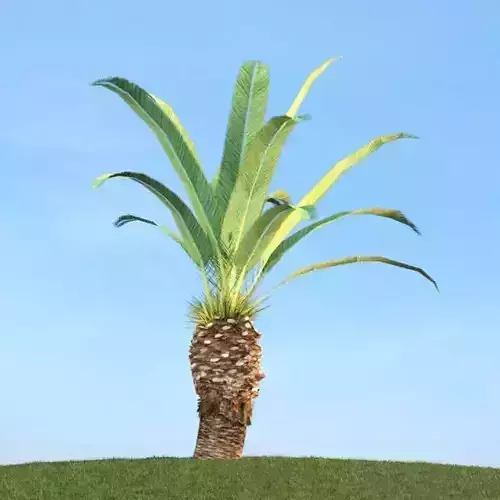 Palm Tree