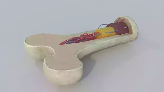 Bone slice Low-poly 3D model