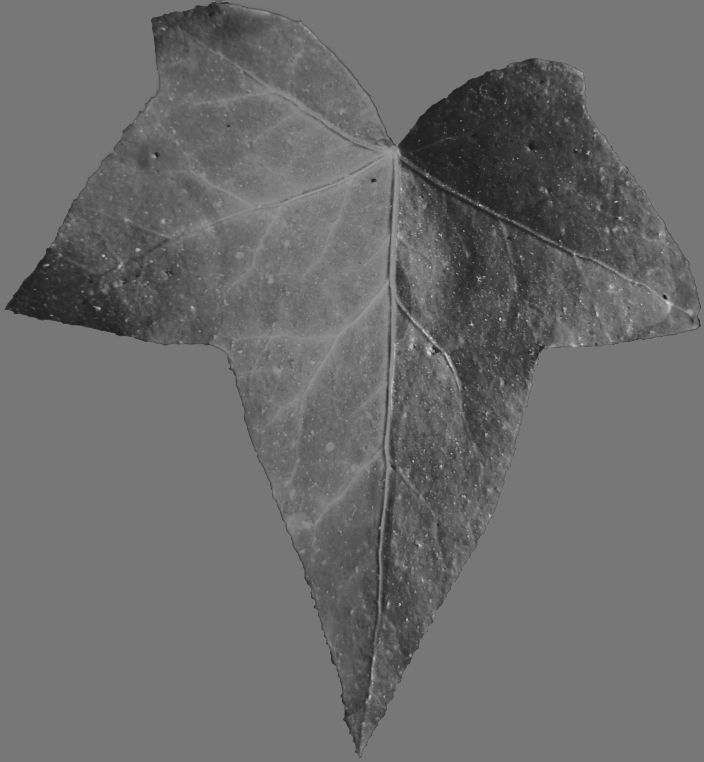 Low Poly Ivy Leaves - Game-Ready Nature Clusters with Textures 3D model_22