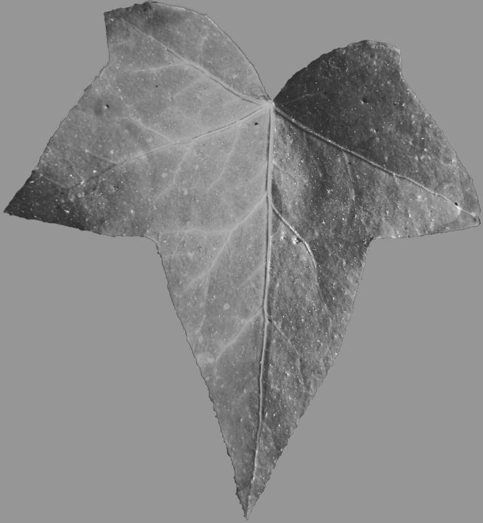 Low Poly Ivy Leaves - Game-Ready Nature Clusters with Textures 3D model_24