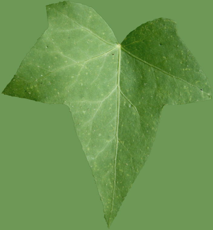 Low Poly Ivy Leaves - Game-Ready Nature Clusters with Textures 3D model_18