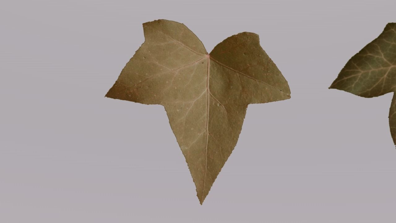 Low Poly Ivy Leaves - Game-Ready Nature Clusters with Textures 3D model_10