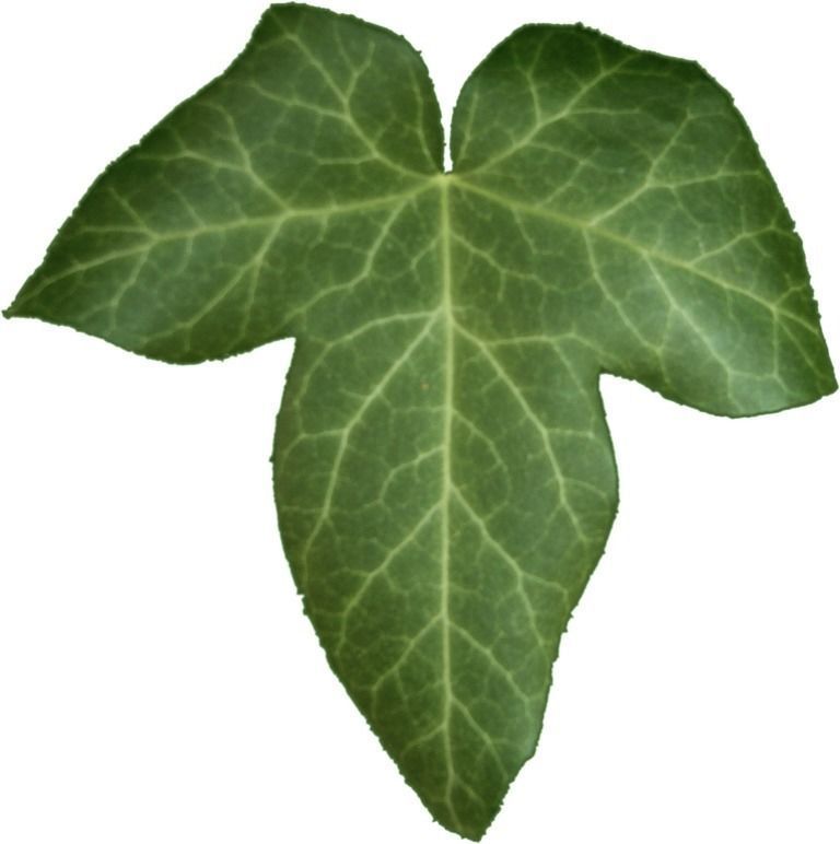Low Poly Ivy Leaves - Game-Ready Nature Clusters with Textures 3D model_35