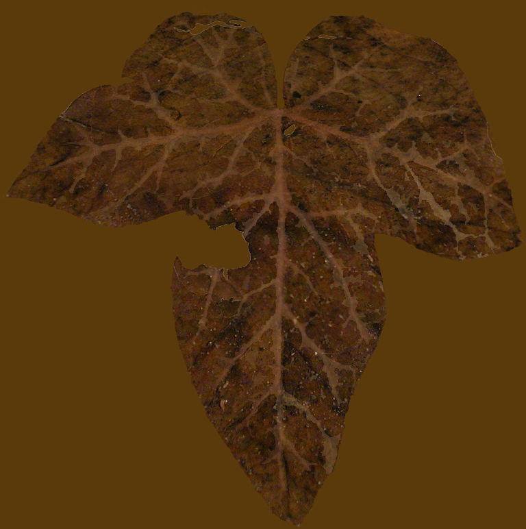 Low Poly Ivy Leaves - Game-Ready Nature Clusters with Textures 3D model_29
