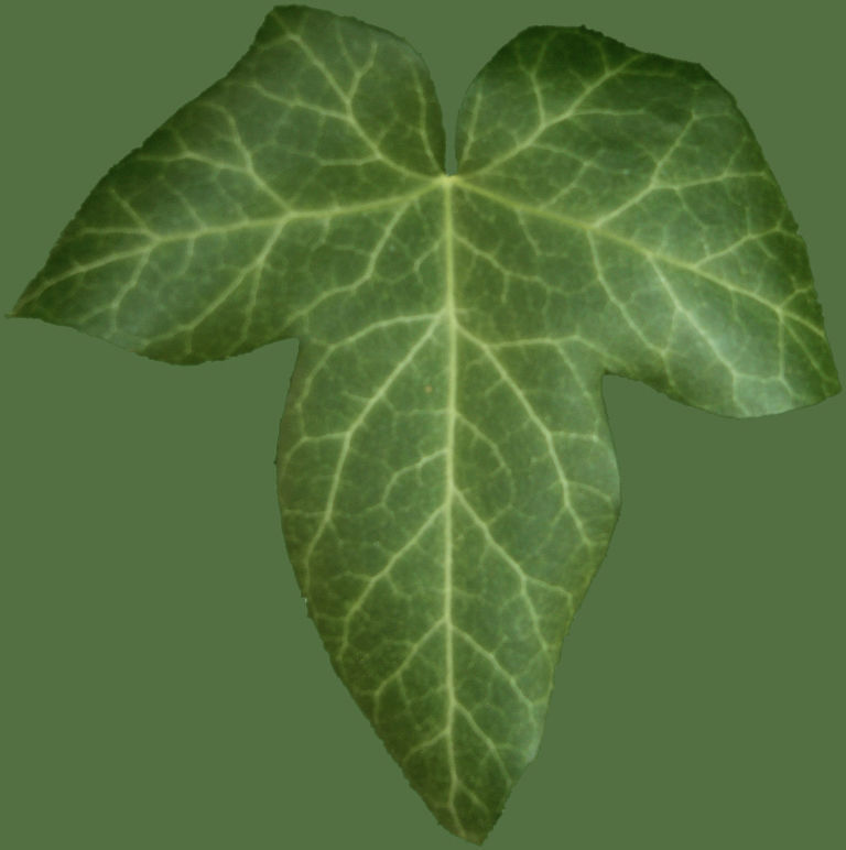 Low Poly Ivy Leaves - Game-Ready Nature Clusters with Textures 3D model_26