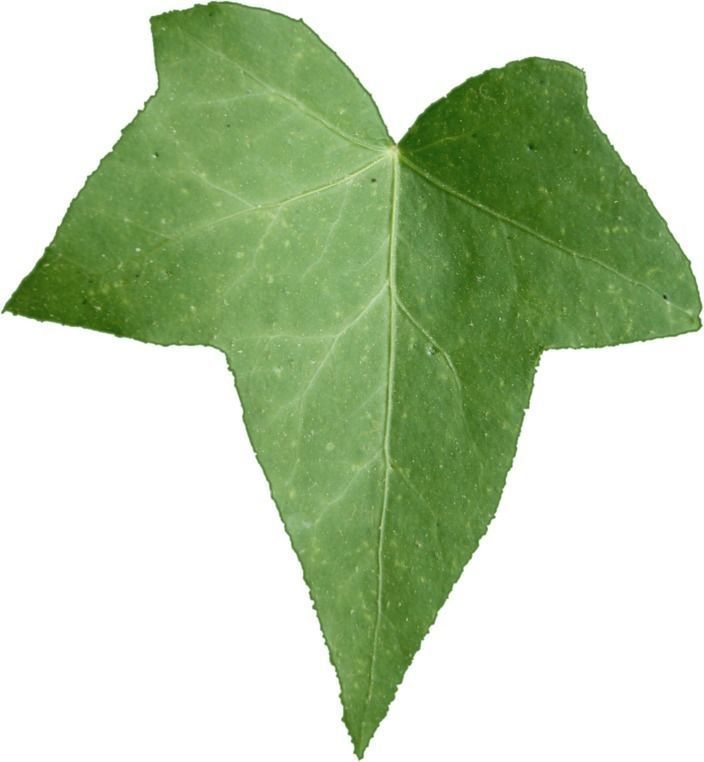 Low Poly Ivy Leaves - Game-Ready Nature Clusters with Textures 3D model_32