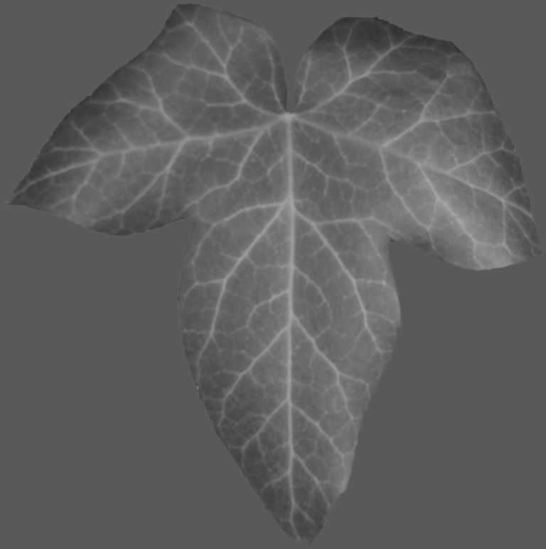 Low Poly Ivy Leaves - Game-Ready Nature Clusters with Textures 3D model_31