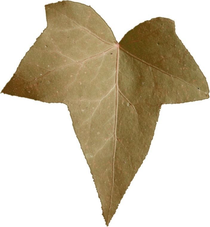 Low Poly Ivy Leaves - Game-Ready Nature Clusters with Textures 3D model_20