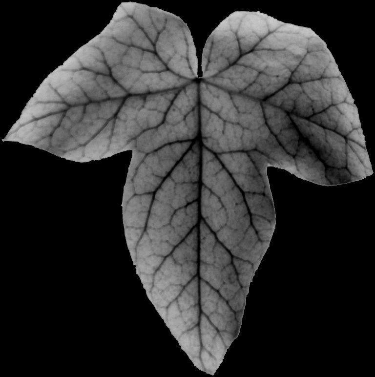 Low Poly Ivy Leaves - Game-Ready Nature Clusters with Textures 3D model_25