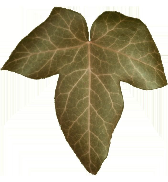 Low Poly Ivy Leaves - Game-Ready Nature Clusters with Textures 3D model_21