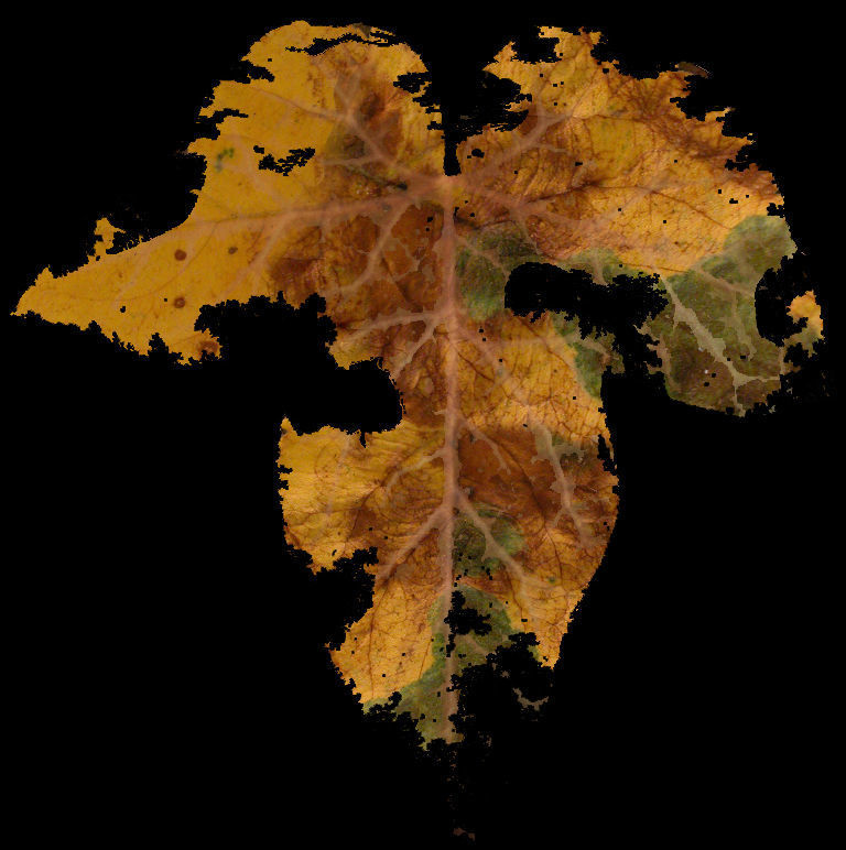 Low Poly Ivy Leaves - Game-Ready Nature Clusters with Textures 3D model_28