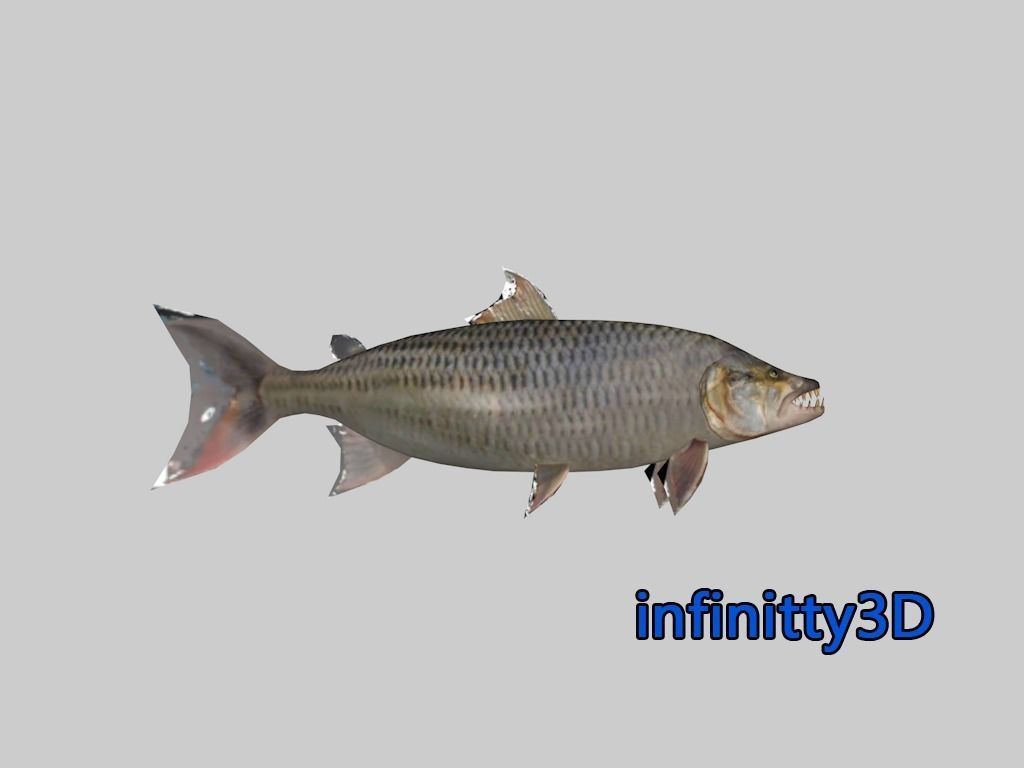 Coral Fish Pack 2 Low-poly 3D model_17