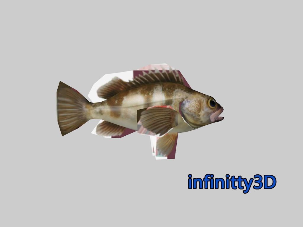 Coral Fish Pack 2 Low-poly 3D model_11