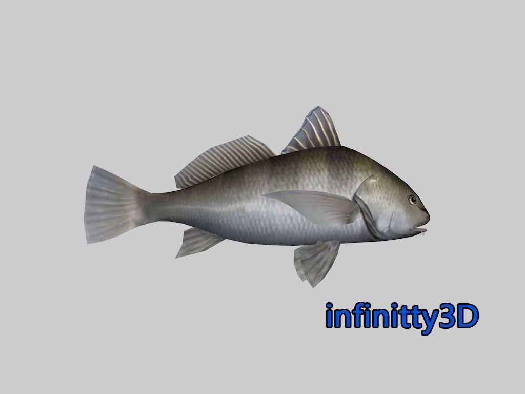 Coral Fish Pack 2 Low-poly 3D model_6