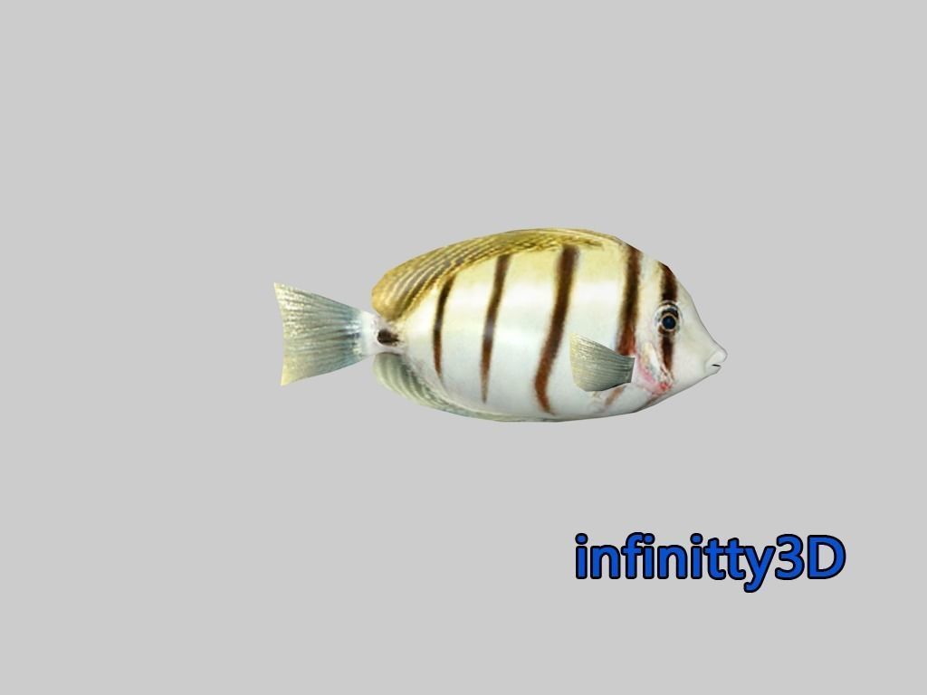 Coral Fish Pack 2 Low-poly 3D model_12