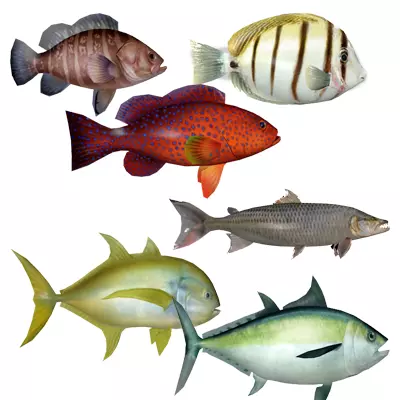 Coral Fish Pack 2 Low-poly 3D model_0