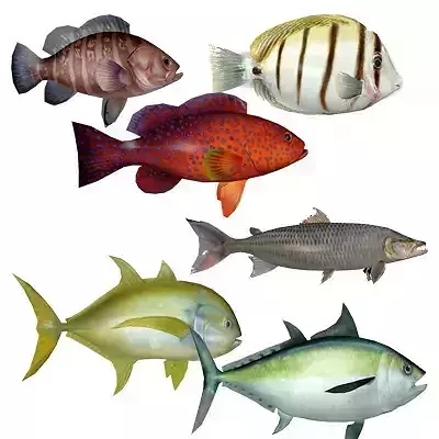 Coral Fish Pack 2