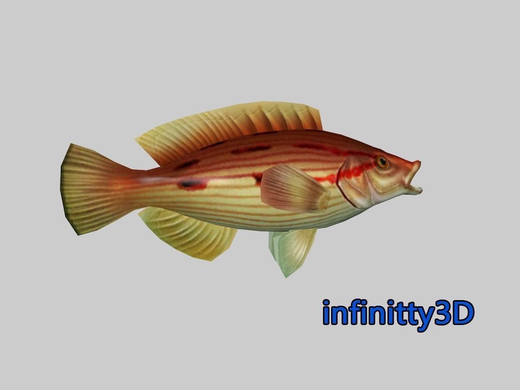 Coral Fish Pack 2 Low-poly 3D model_20