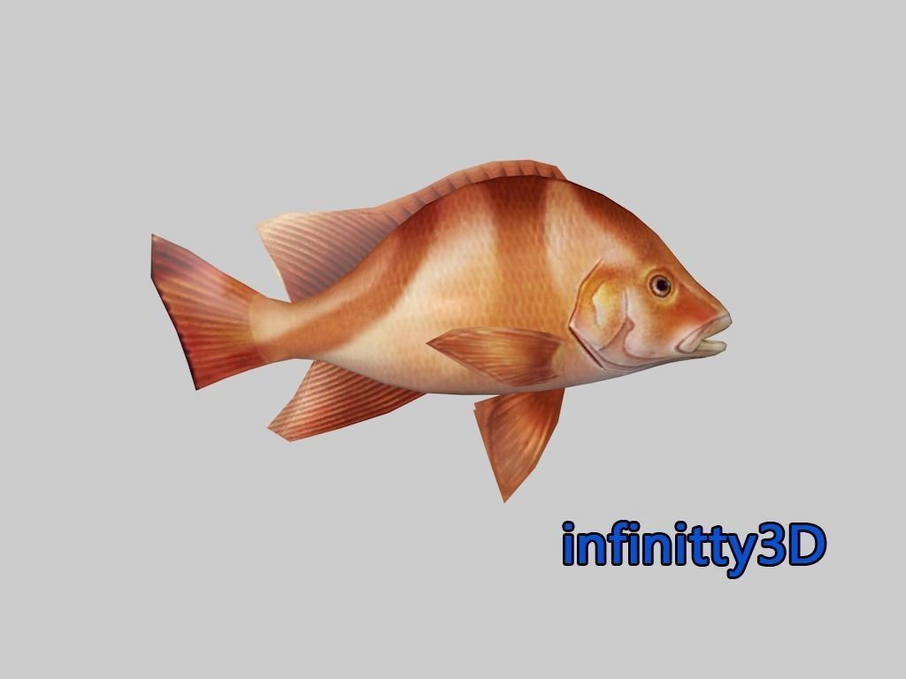 Coral Fish Pack 2 Low-poly 3D model_19