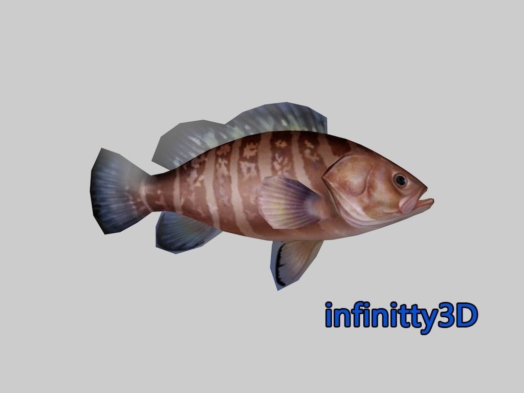 Coral Fish Pack 2 Low-poly 3D model_16