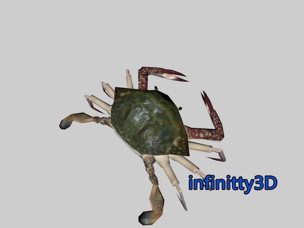 Coral Fish Pack 2 Low-poly 3D model_18