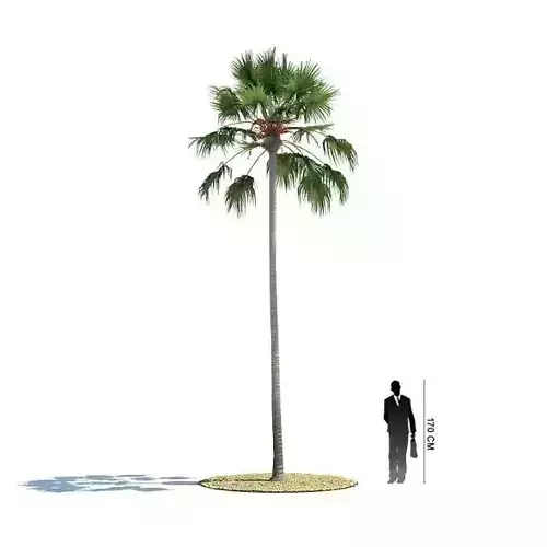 Tall Palm Tree 3D model