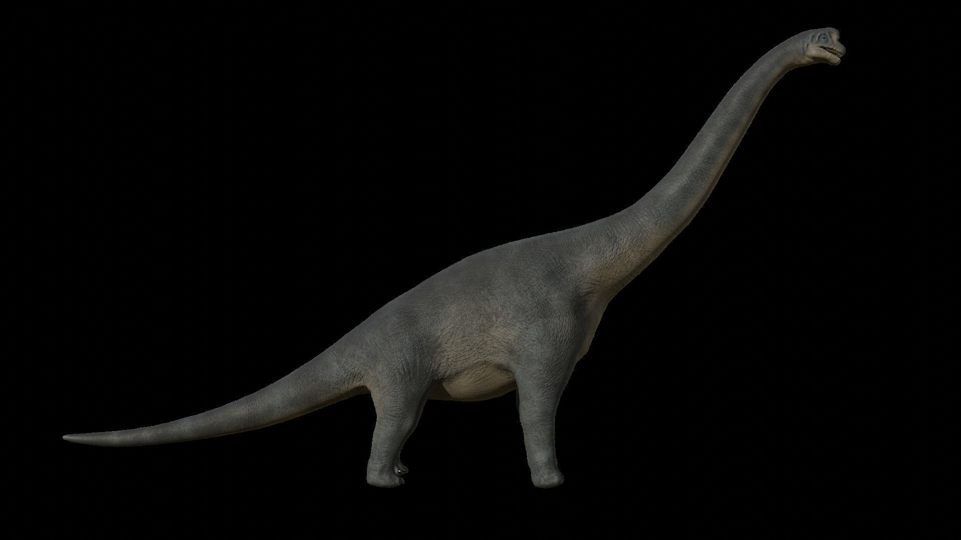 Brachiosaurus dinosaur Low-poly 3D Model  Low-poly 3D model_38
