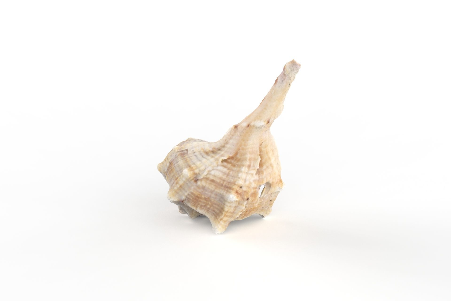 Sea shell - Scan Low-poly 3D model_5