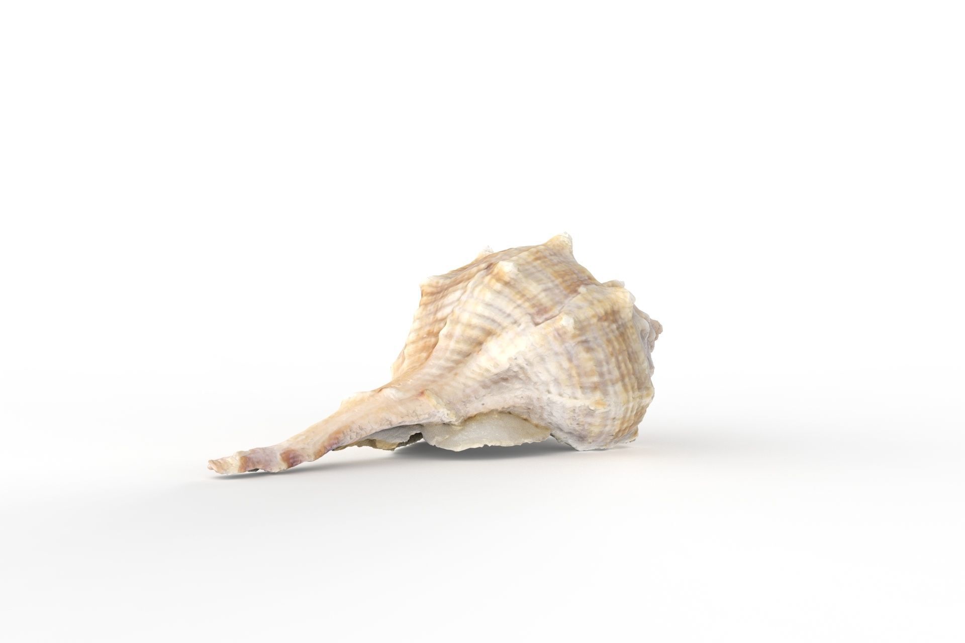 Sea shell - Scan Low-poly 3D model_4