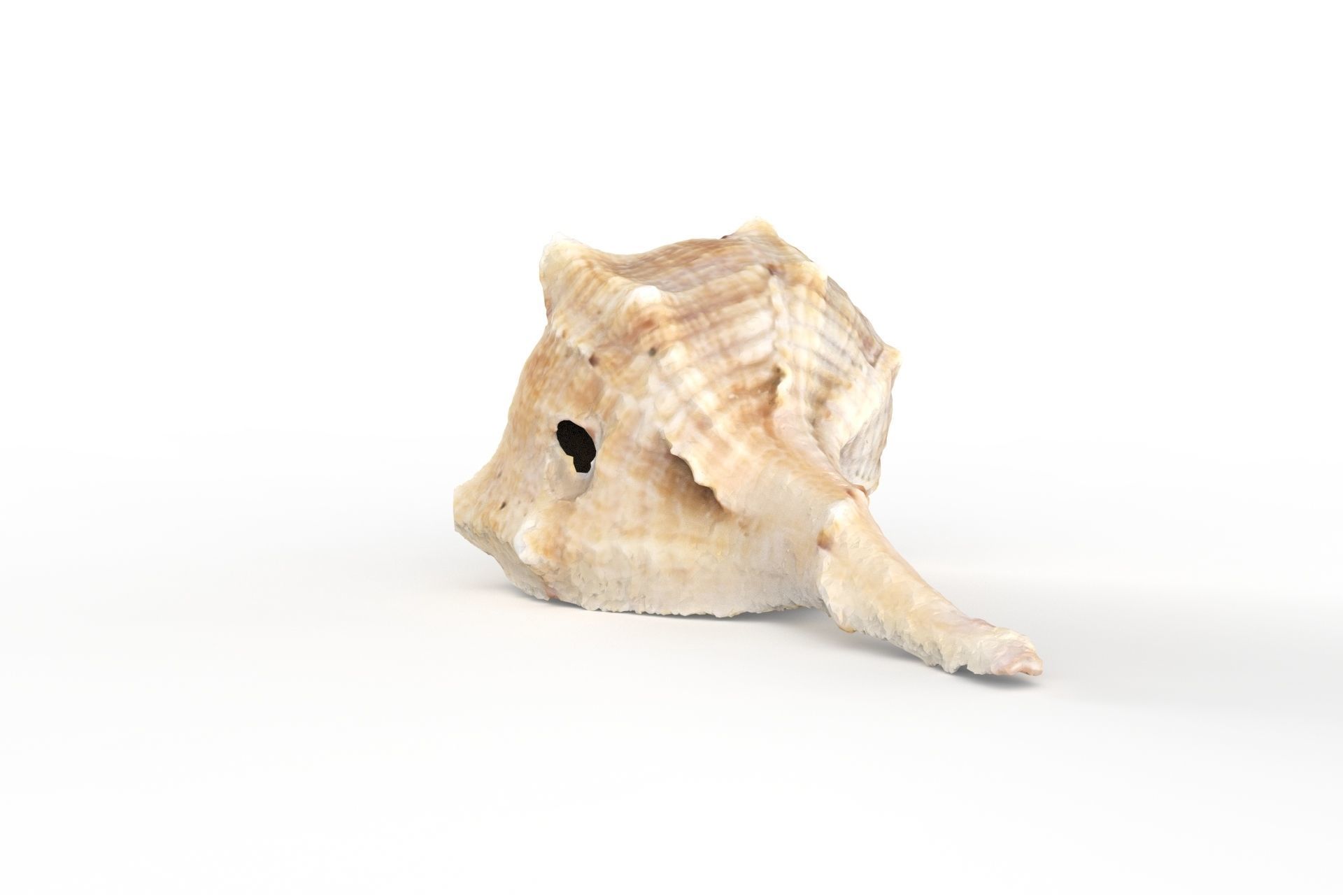 Sea shell - Scan Low-poly 3D model_3
