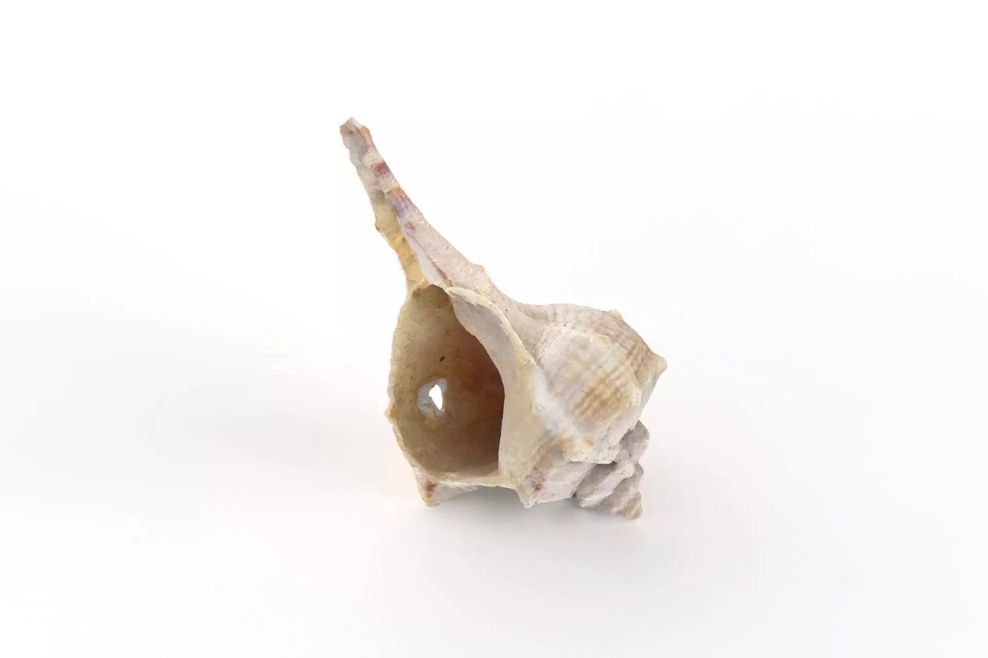 Sea shell - Scan Low-poly 3D model_0