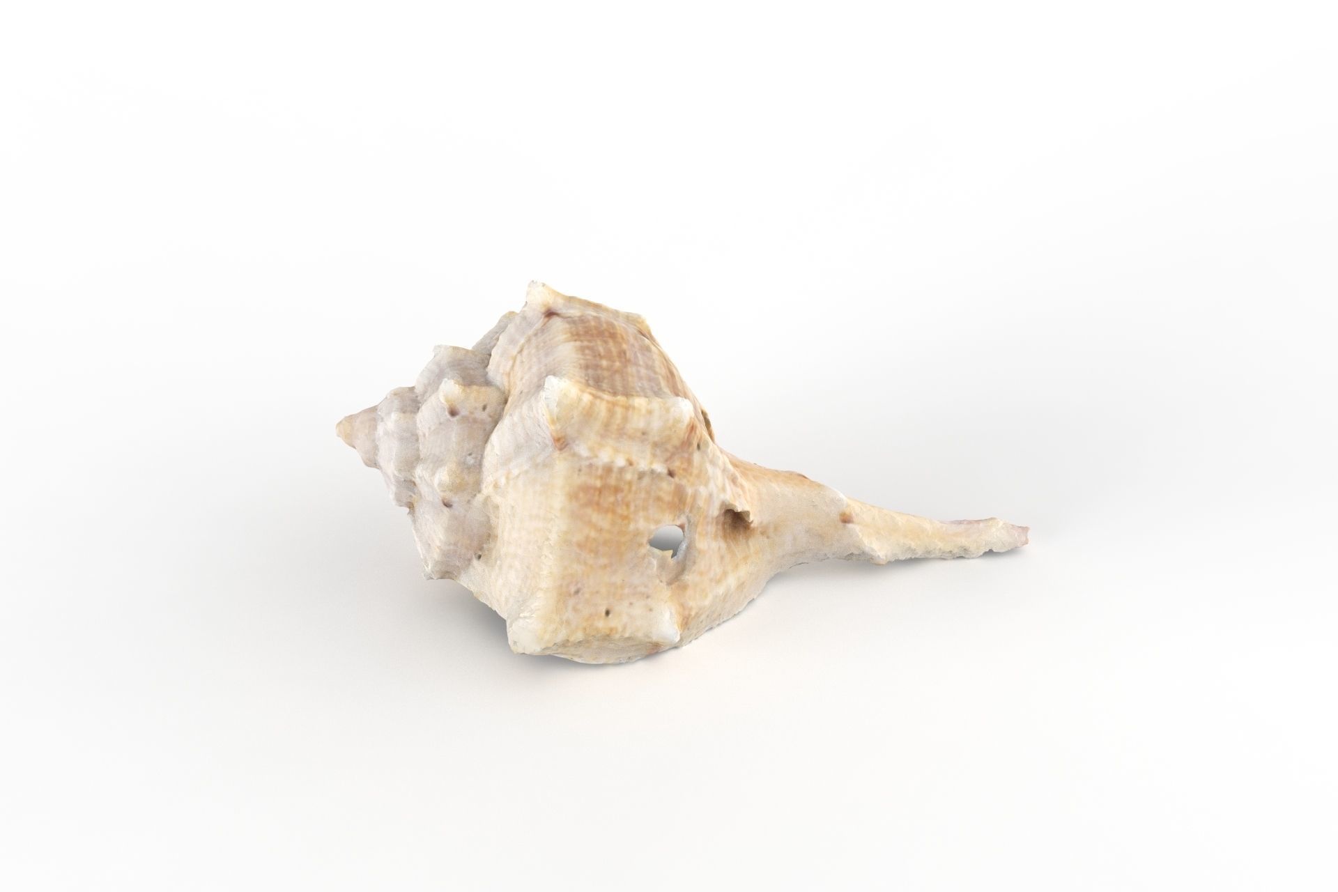 Sea shell - Scan Low-poly 3D model_2