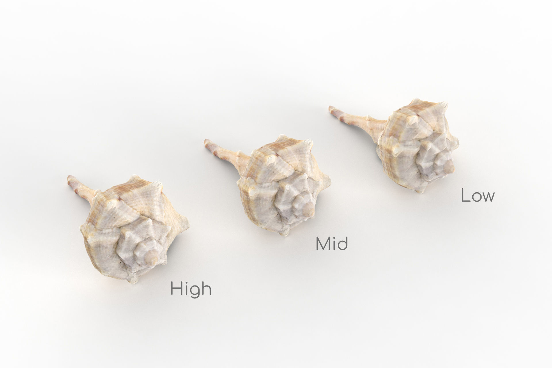 Sea shell - Scan Low-poly 3D model_1