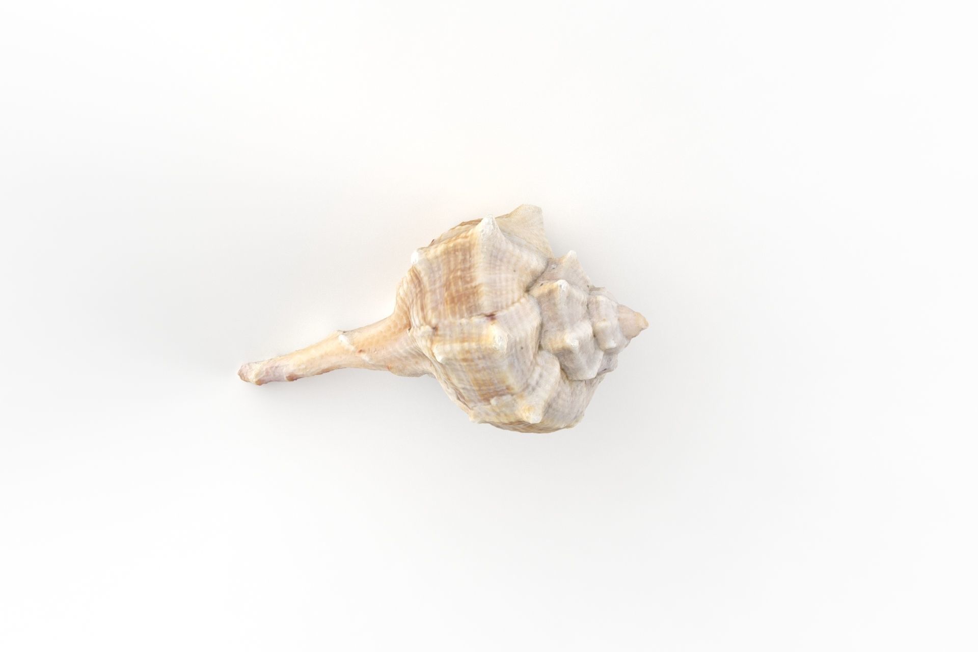Sea shell - Scan Low-poly 3D model_6
