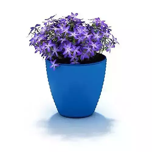 Beautiful Potted Flowers