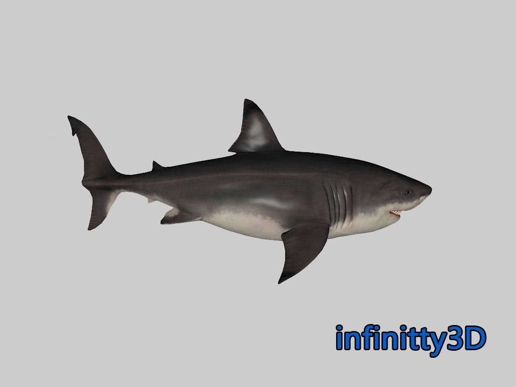 Coral Shark Pack  Low-poly 3D model_5