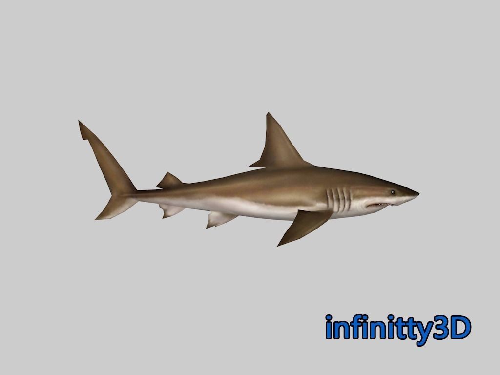 Coral Shark Pack  Low-poly 3D model_1