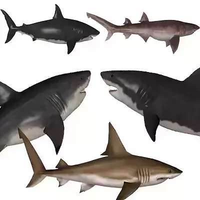 Coral Shark Pack 