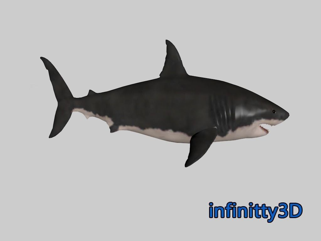 Coral Shark Pack  Low-poly 3D model_7