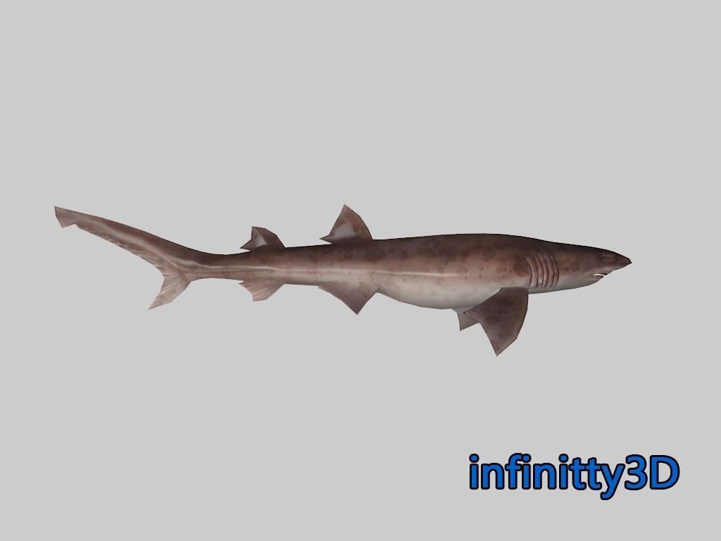 Coral Shark Pack  Low-poly 3D model_2