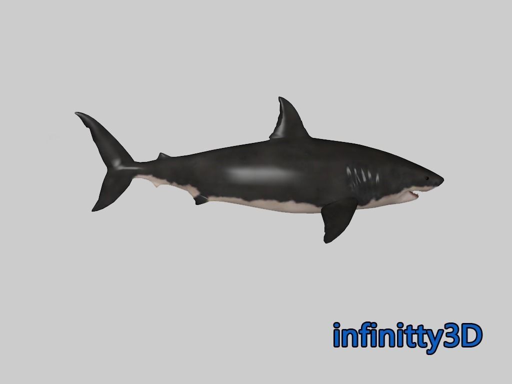 Coral Shark Pack  Low-poly 3D model_6
