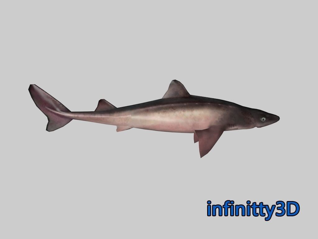 Coral Shark Pack  Low-poly 3D model_4