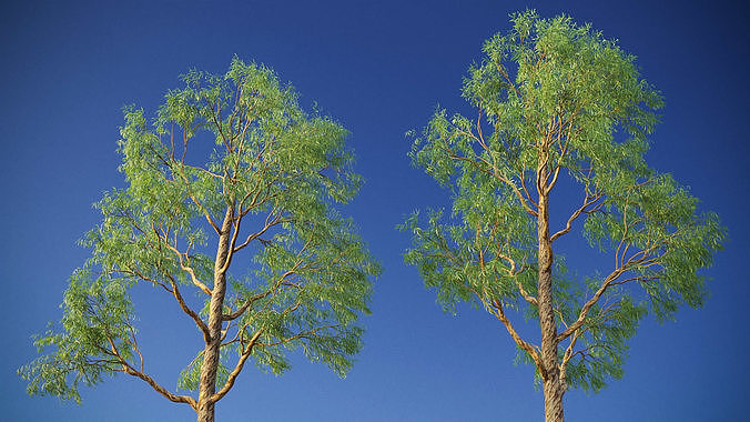 XfrogPlants Eucalyptus Mini Pack  3D Model Collection